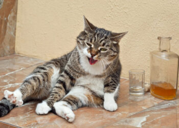 Γάτα και αλκοόλ: Ούτε να το… μυρίσει  