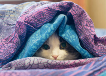 Νιώθει η γάτα σας κρύο; Πως θα το καταλάβετε