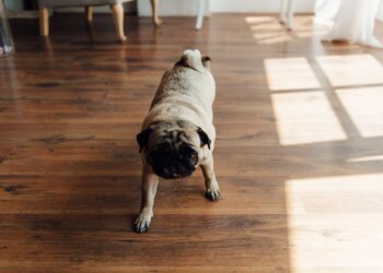 Σκύλος και αστάθεια: Οι αιτίες του «μεθυσμένου τετράποδου»