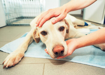 Καρκίνος στους σκύλους: Τα 13 σημάδια