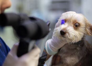 «Μπλε ομίχλη» στα μάτια του σκύλου: Φακοειδής σκλήρυνση ή καταρράκτης;