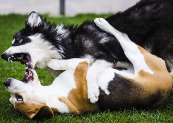Έχετε πολλά σκυλιά; Πως να αποτρέψετε τους καβγάδες την ώρα του φαγητού