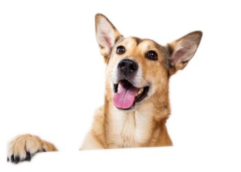 Σκύλος και βουλιμία: Πότε «κρύβει» προβλήματα υγείας