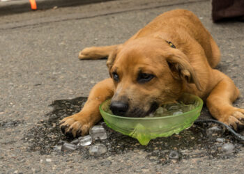 Σκύλος και κρύο νερό: Πόσο ασφαλές είναι για την υγεία του