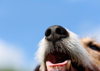 Σκύλος και κακή αναπνοή: Οι αιτίες της δυσοσμίας