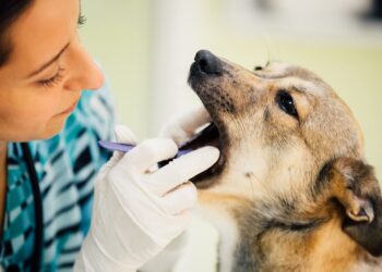 Σκύλος και στοματικά προβλήματα: Πότε απειλείται η υγεία του