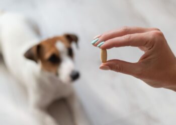 Χάπια και σκύλος: Πως θα του τα χορηγήσετε