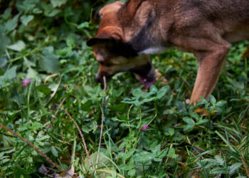 Δηλητηρίαση σκύλου: Οι πρώτες βοήθειες
