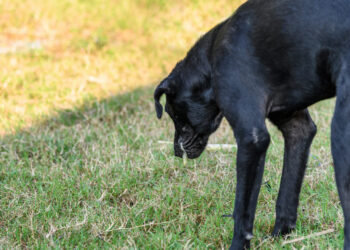 Δηλητηρίαση σκύλου από νερό (τοξίκωση):  Πως προκαλείται