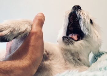 Επιληπτική κρίση σκύλου: τι πρέπει να κάνετε