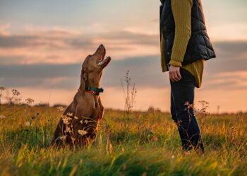 Σκύλος και… σβέρκωμα: Τα υπέρ και τα κατά