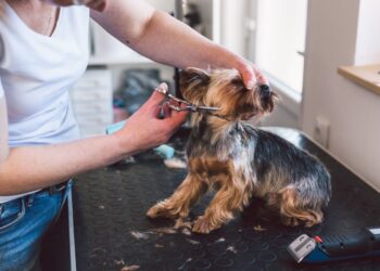 Καλλωπισμός του σκύλου: Είναι και θέμα υγείας