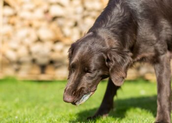 Έφαγε φόλα ο σκύλος σας; Οι πρώτες βοήθειες για να τον σώσετε