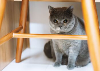 Γάτες και στείρωση: Η αύξηση του βάρους θέλει προσοχή