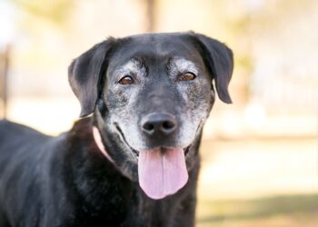 Σκύλος και τρίτη ηλικία. Πώς να φροντίσετε τον…γεράκο σας
