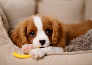 Λερώνει το κουτάβι σας; Υπομονή στην εκπαίδευση του