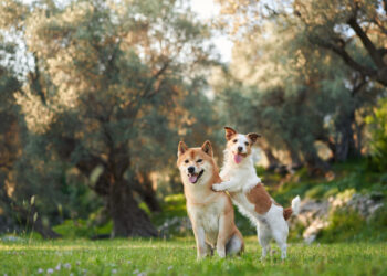«Καβάλημα» σκύλου: Πότε να ανησυχήσετε