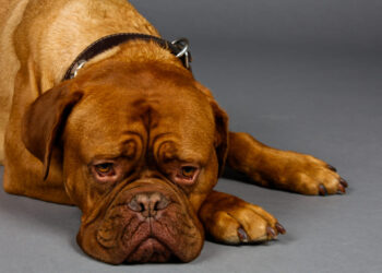 Αναστεναγμοί σκύλου: Πότε υποδηλώνουν χαρά και πότε πρόβλημα υγείας 