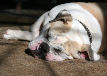 Σκύλος που ροχαλίζει: Oι πιθανές αιτίες και πότε να ανησυχήσετε