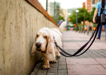 Σκύλος με προβλήματα όρασης: Πως θα το καταλάβετε
