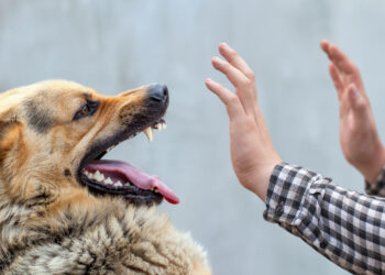 Ο σκύλος δαγκώνει: Τι ευθύνες έχουμε κατά τον Αστικό Κώδικα; Πως μπορούμε να απαλλαγούμε;