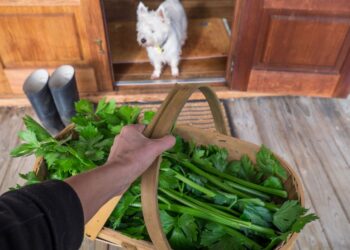 Σκύλος και σέλινο: Τα οφέλη στην υγεία του