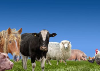 Είναι οι σκύλοι και οι γάτες οικόσιτα ζώα;