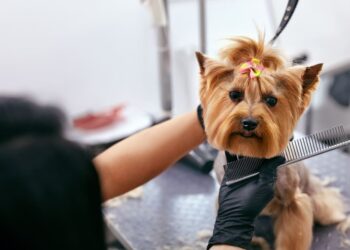 Κομμωτήριο Σκύλων: Άνοιξε την Καρδιά σου και μια Επιχείρηση