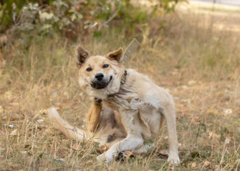 Δερματοπάθειες του σκύλου και της γάτας: Οι μεταδοτικές στον άνθρωπο