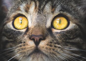 Γάτα και υπερφαγία : Τι μπορεί να σημαίνει για την υγεία της