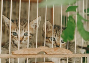 Γάτες και κλουβί μεταφοράς: Μια εκρηκτική σχέση