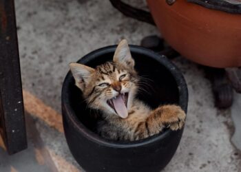 Γάτες: Απαραίτητος ο τακτικός έλεγχος των δοντιών