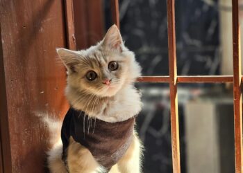 Η γάτα σας “μιλάει”: Πως να την ακούσετε. 