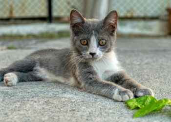 Γάτες : Ποιες  τροφές απαγορεύονται