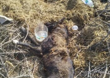 Πυροβόλησε και έθαψε ζωντανό σκύλο. Κυκλοφορεί ανάμεσα μας.