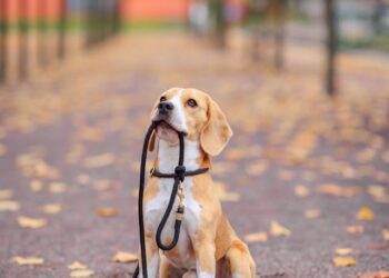 Οι κρυφοί κίνδυνοι του φθινοπώρου για τον σκύλο