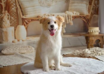 Οι κυριότερες Ράτσες Σκύλων με Διπλό Τρίχωμα