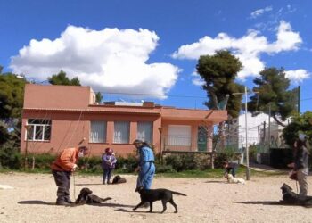 Ιωάννα Μαρία Γκέρτσου στο news4pet: «O σκύλος –οδηγός τυφλών σε αλλάζει σαν άνθρωπο».