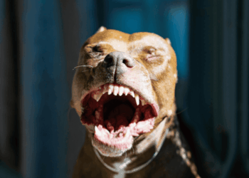 Έβαζε το πιτ μπουλ να σκοτώνει γάτες