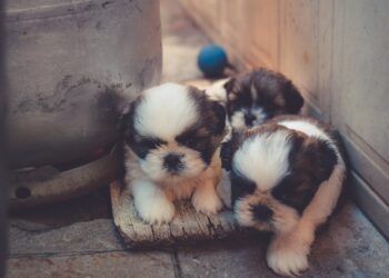 Ατιμώρητοι, λόγω ασάφειας του νόμου, όσοι εγκατέλειπαν νεογέννητα ζώα συντροφιάς.