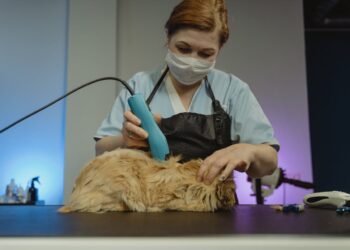 Γάτα στο κουρείο: Καλή τύχη σας ευχόμαστε