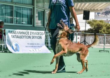 Επανεξελέγη πρόεδρος ο Θοδωρής Τριάντης