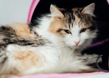 Γάτα: Τα συμπτώματα που «δείχνουν» ασθένεια