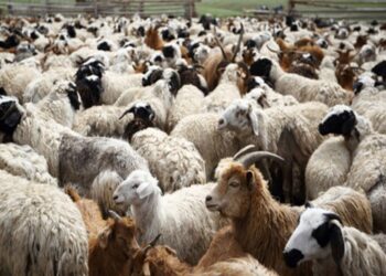 Ευλογιά αιγοπροβάτων: Φιλοζωία αλά κάρτ