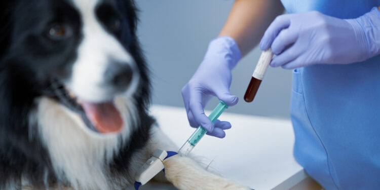 Picture of female vet examining a dog in clinic