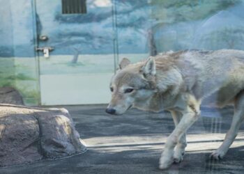 Υβρίδιο Λύκου-Σκύλου-Οι Επιστημονικές Μελέτες