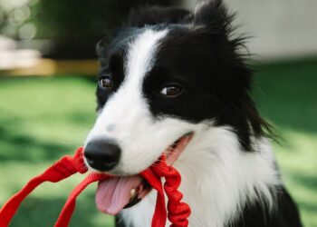 Εκπαίδευση στο λουρί: Ολοκληρωμένος Οδηγός