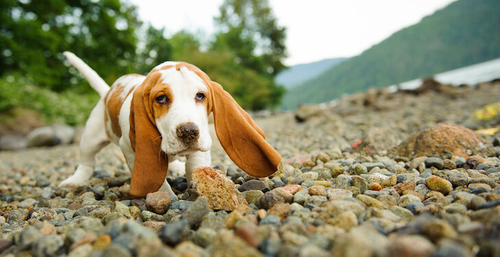 Basset Hound puppy walking on a rocky beach.