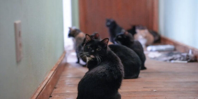 Animal human society