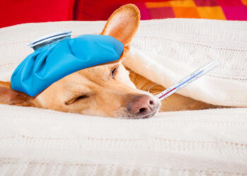 Τα 10 Σημάδια Άρρωστου Σκύλου-Οδηγός Επιβίωσης